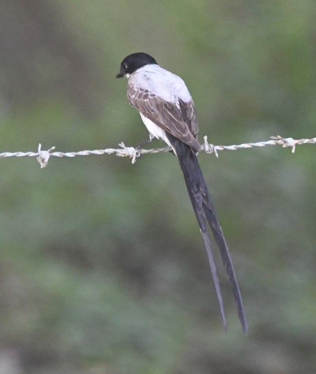 Fork-tailed Flycatcher - Steve Davis