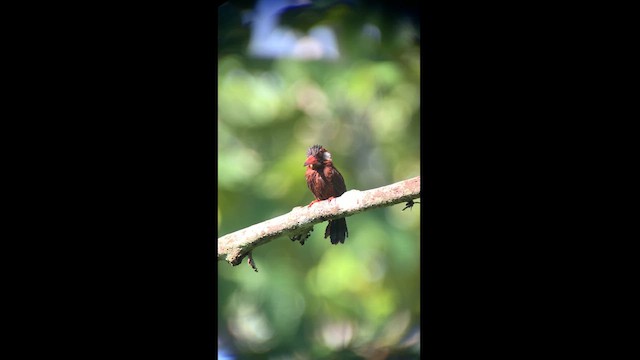 White-eared Jacamar - ML615264242