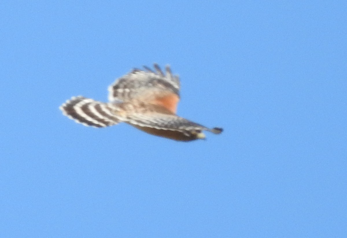 eBird Checklist - 23 Feb 2024 - 7050 Appaloosa Road, College Station ...