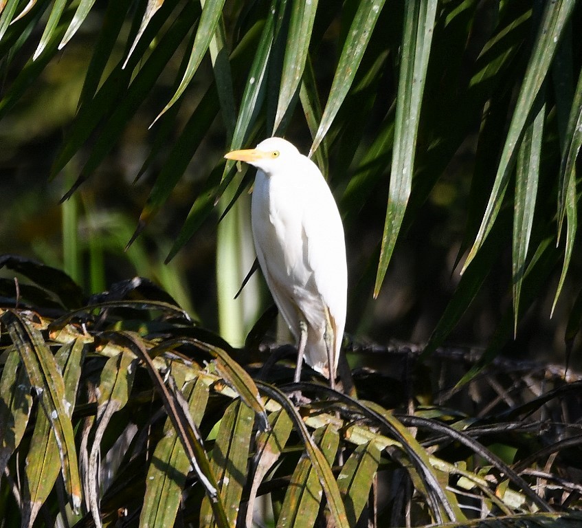 Western Cattle Egret - Steve Davis