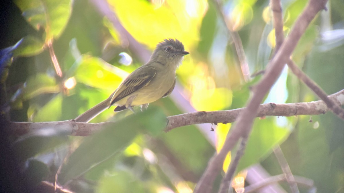 Gray-crowned Flatbill - ML615264293