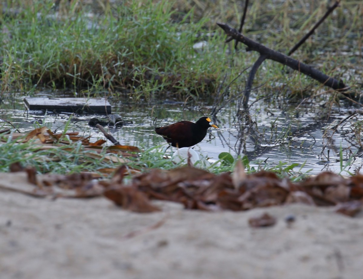 Jacana du Mexique - ML615264346