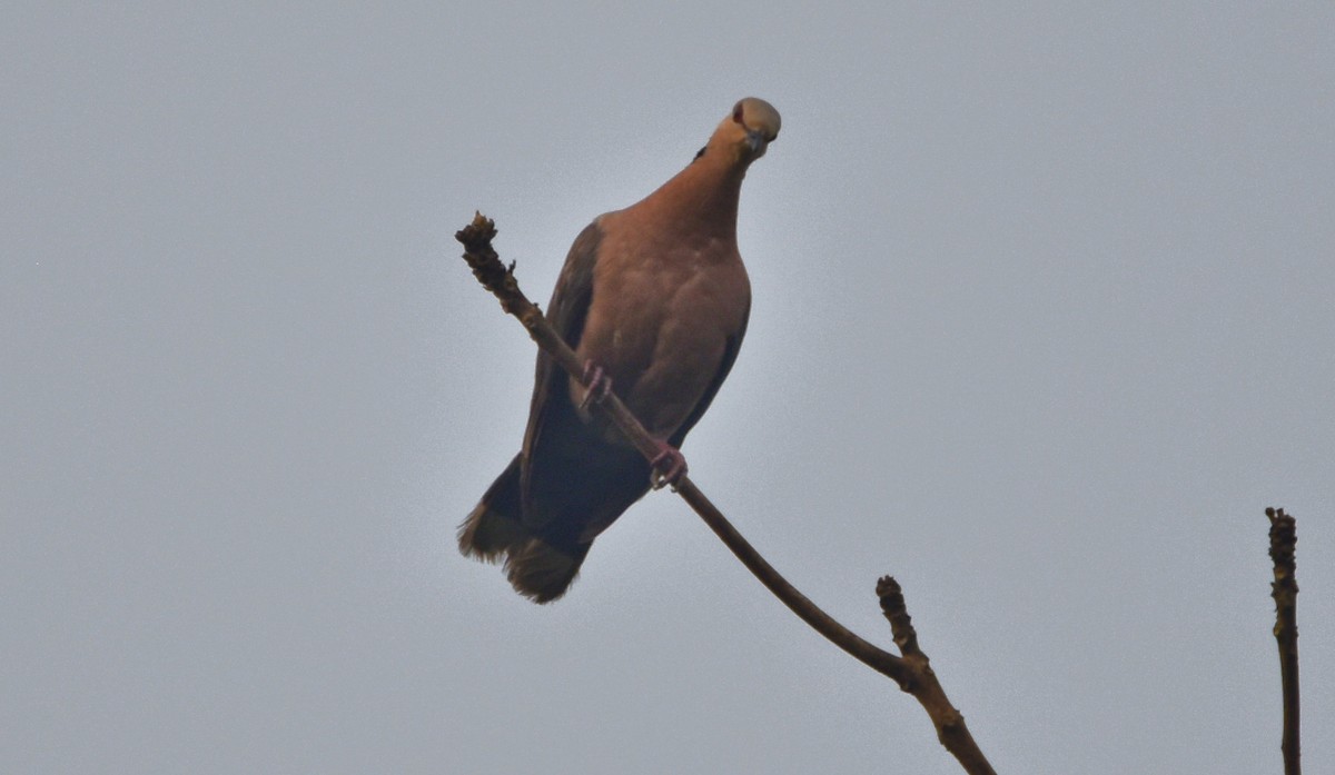 Red-eyed Dove - ML615264362