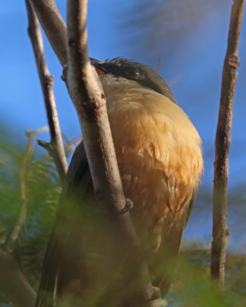 Mangrove Cuckoo - ML615264365