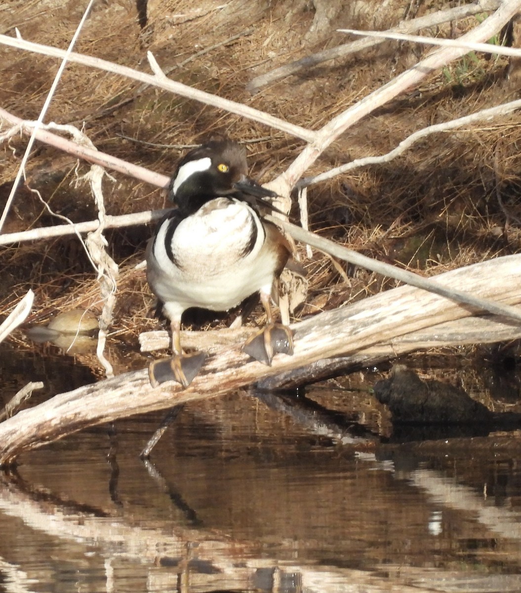 Hooded Merganser - ML615264489