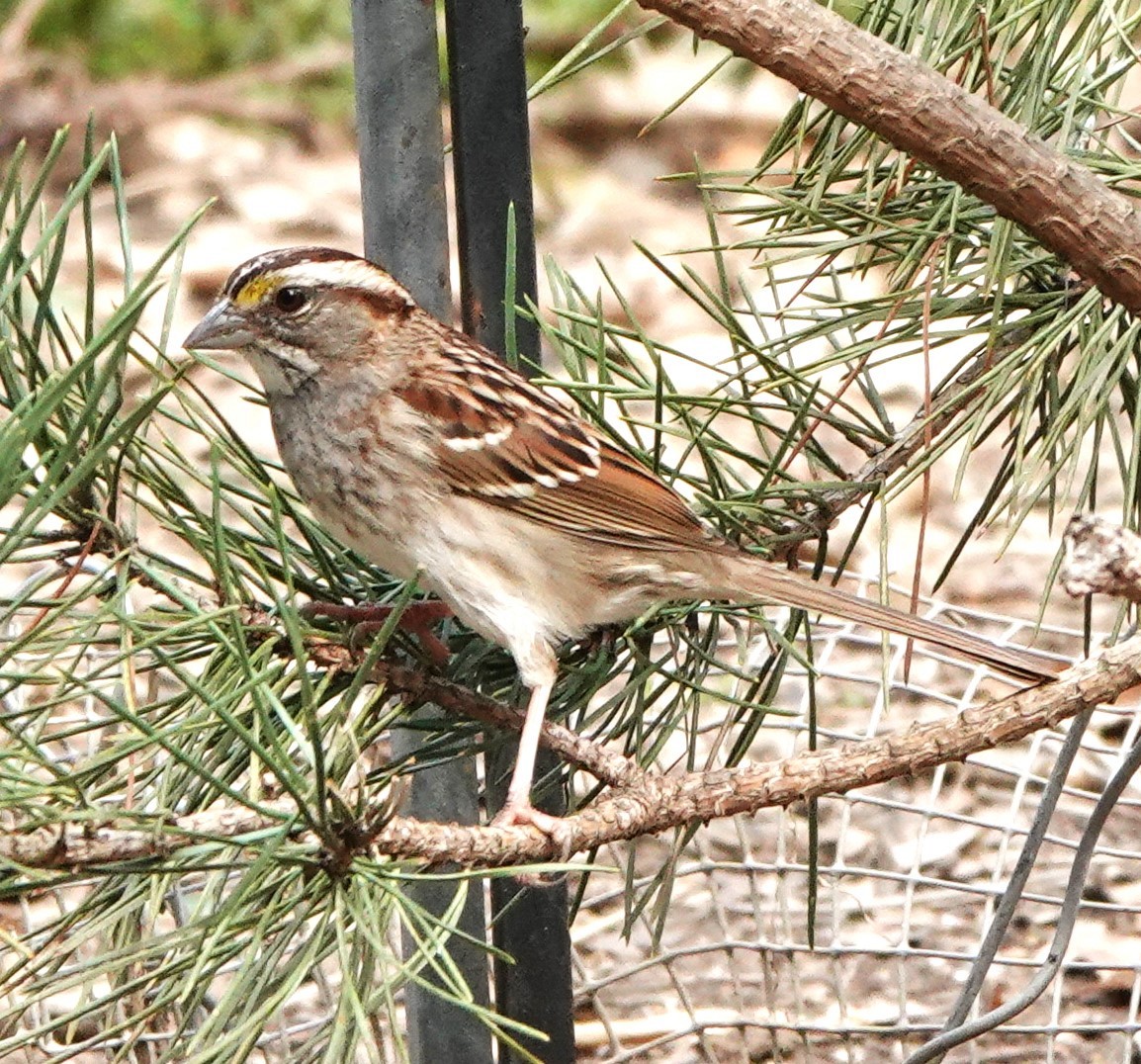 White-throated Sparrow - Mary Jo Hayes