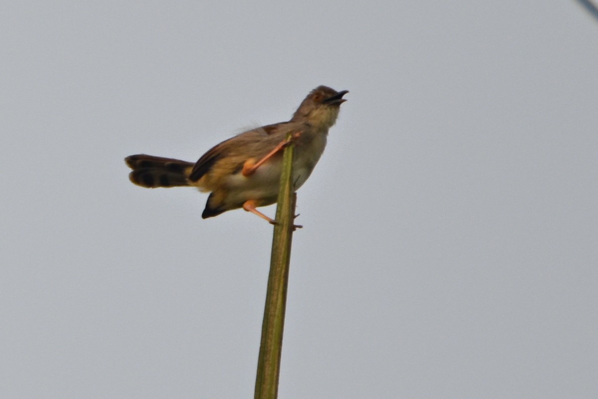 Whistling Cisticola - ML615264553