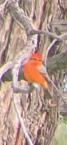 Vermilion Flycatcher - Jonathan Garcia