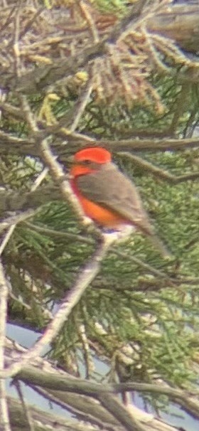 Vermilion Flycatcher - Jonathan Garcia