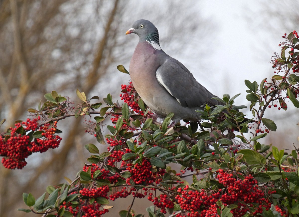 Common Wood-Pigeon - ML615264640