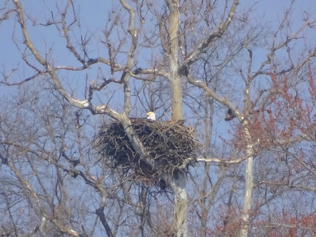 Bald Eagle - ML615264725