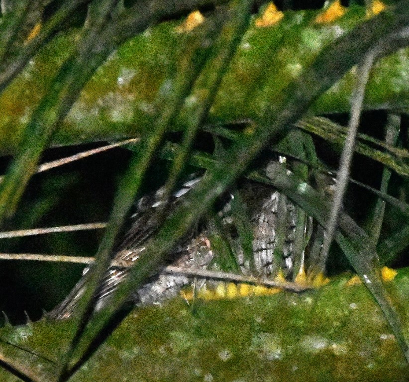 Tropical Screech-Owl - Steve Davis