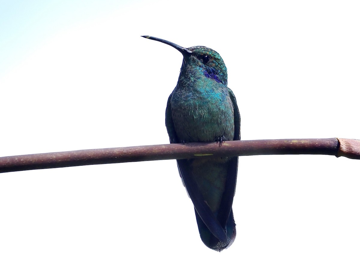 Колібрі іскристий (підвид cyanotus/crissalis) - ML615264835