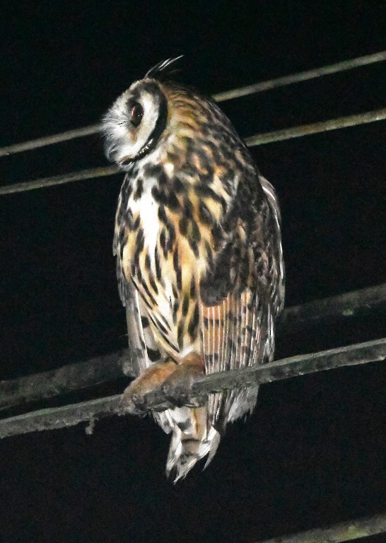 Striped Owl - Steve Davis