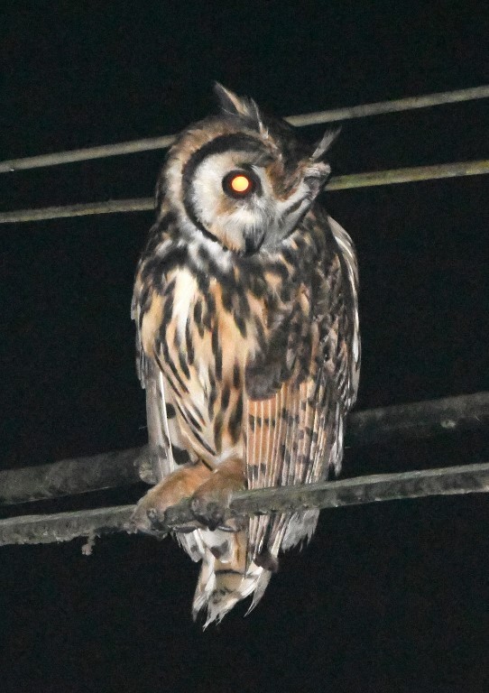 Striped Owl - Steve Davis