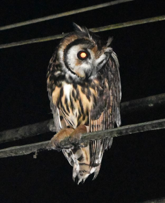 Hibou strié - ML615264865