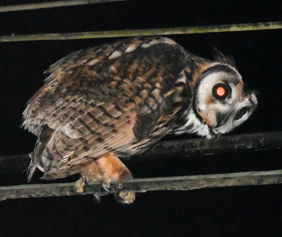 Striped Owl - Steve Davis
