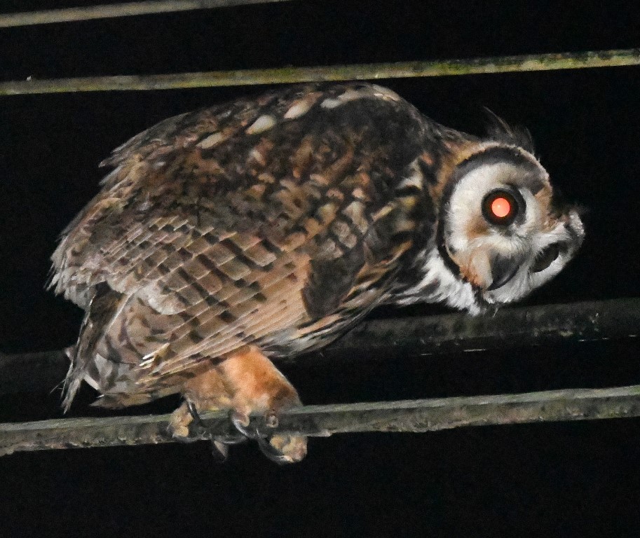 Hibou strié - ML615264867