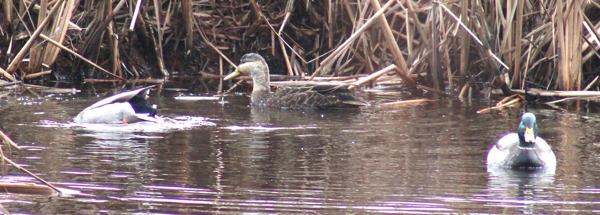 American Black Duck - ML615264895