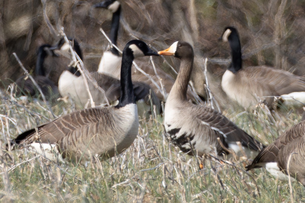 Greater White-fronted Goose - ML615264900