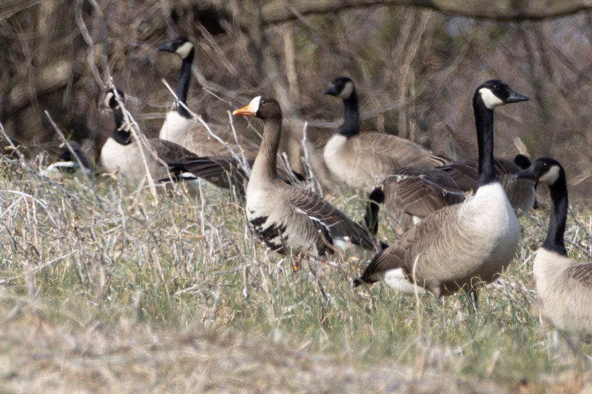 Greater White-fronted Goose - ML615264909