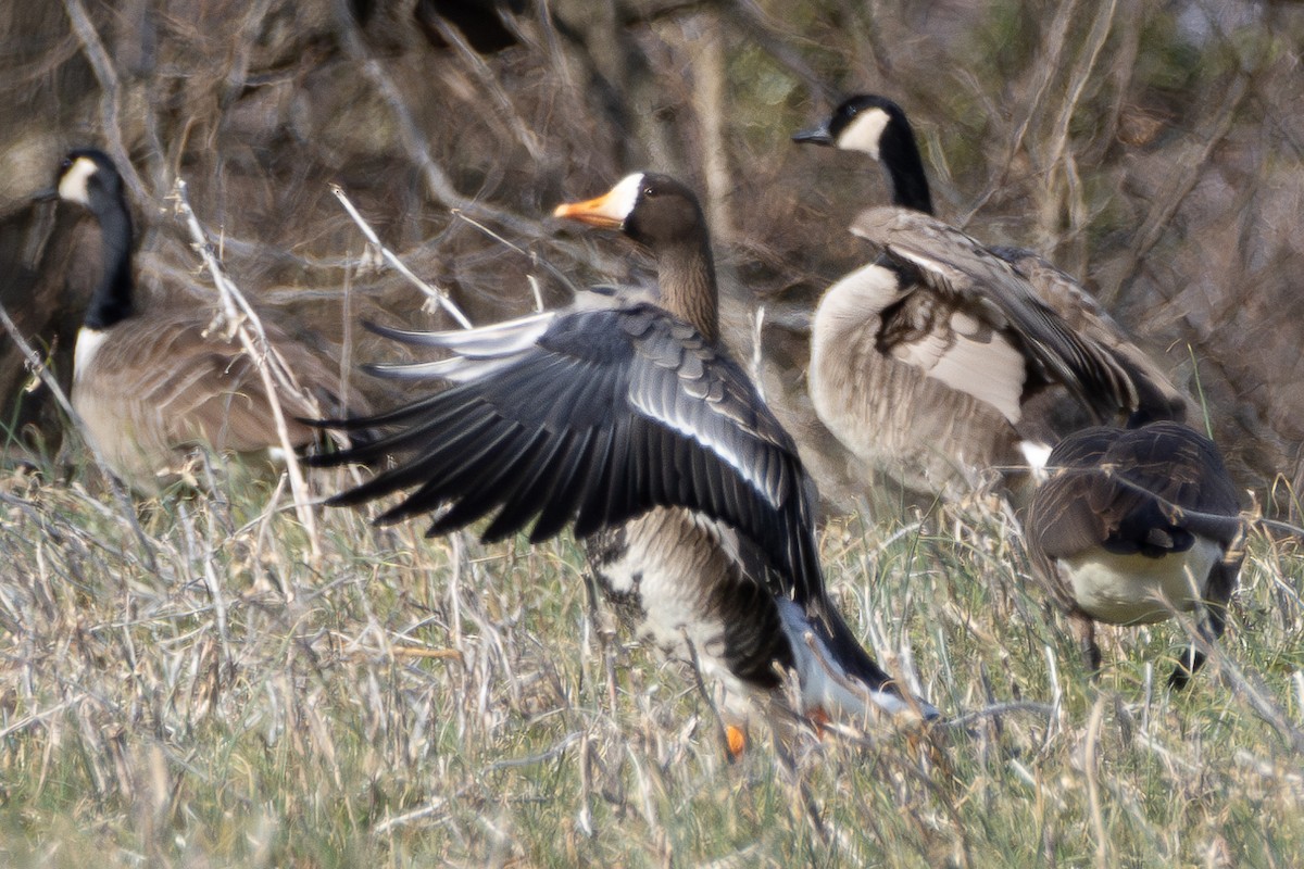 Greater White-fronted Goose - ML615264940