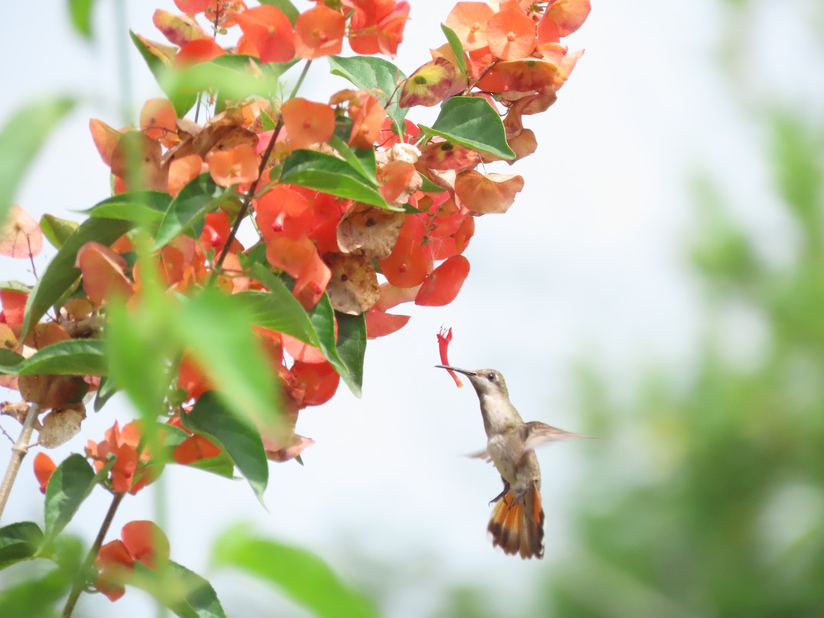 kolibřík červenohlavý - ML615264941