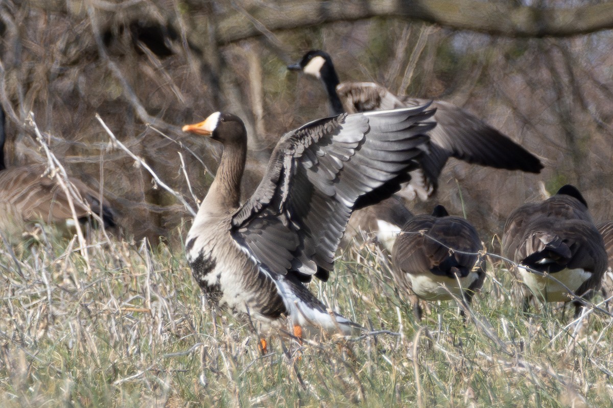 Greater White-fronted Goose - ML615264944