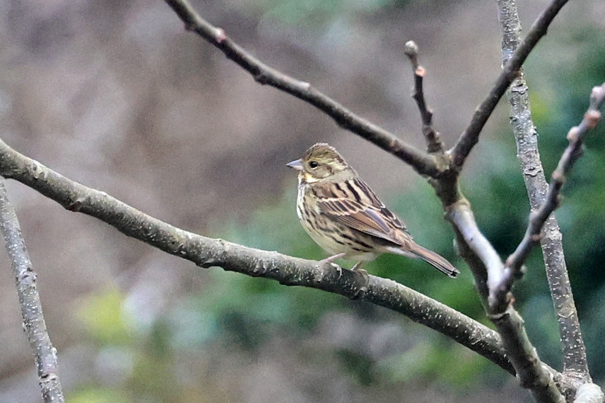 Gray Bunting - Charley Hesse TROPICAL BIRDING