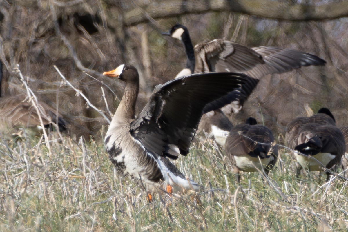 Greater White-fronted Goose - ML615264947