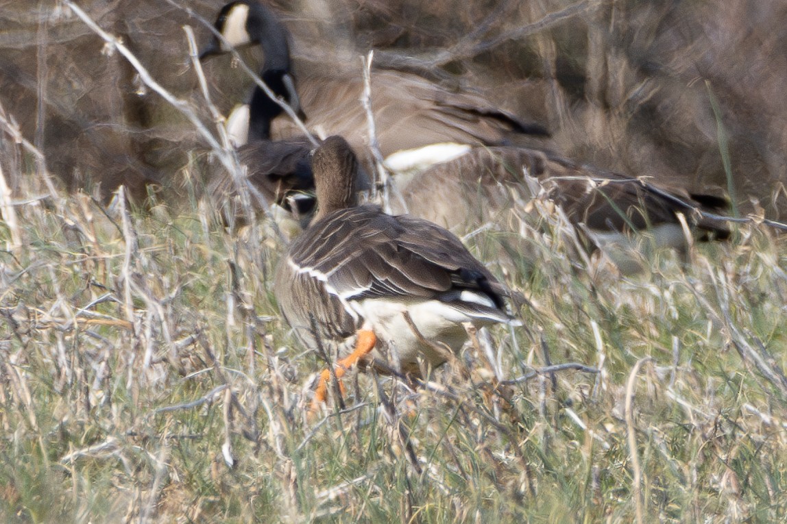 Greater White-fronted Goose - ML615264950