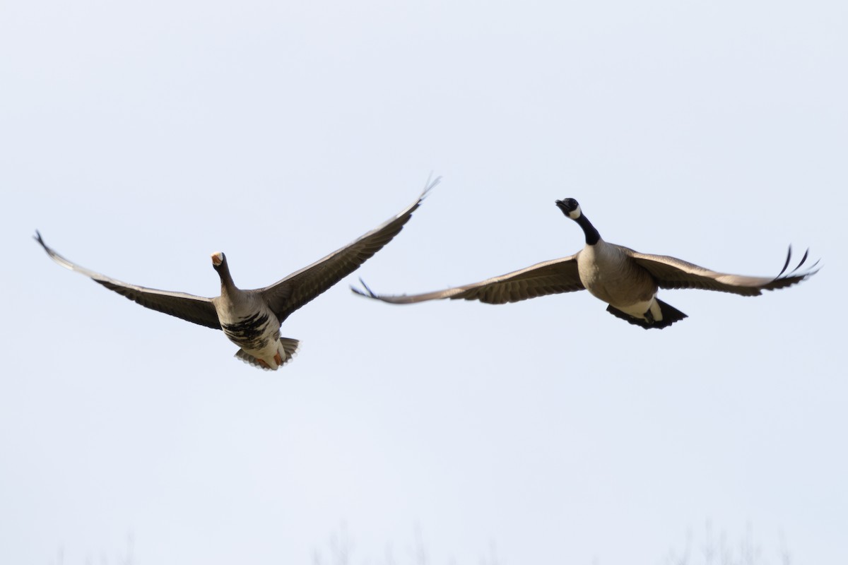 Greater White-fronted Goose - ML615264953