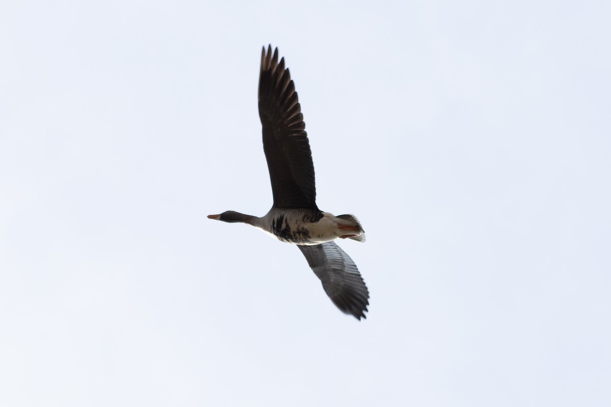 Greater White-fronted Goose - ML615264958