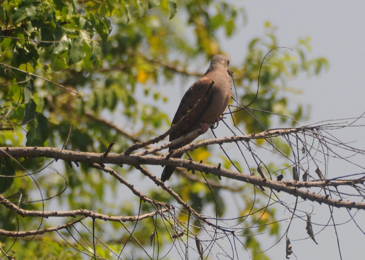 Pale-vented Pigeon - ML615265013