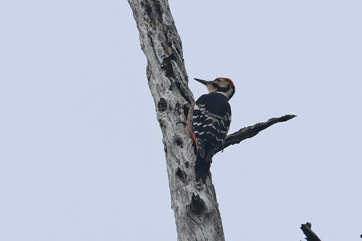 White-backed Woodpecker (White-backed) - ML615265035
