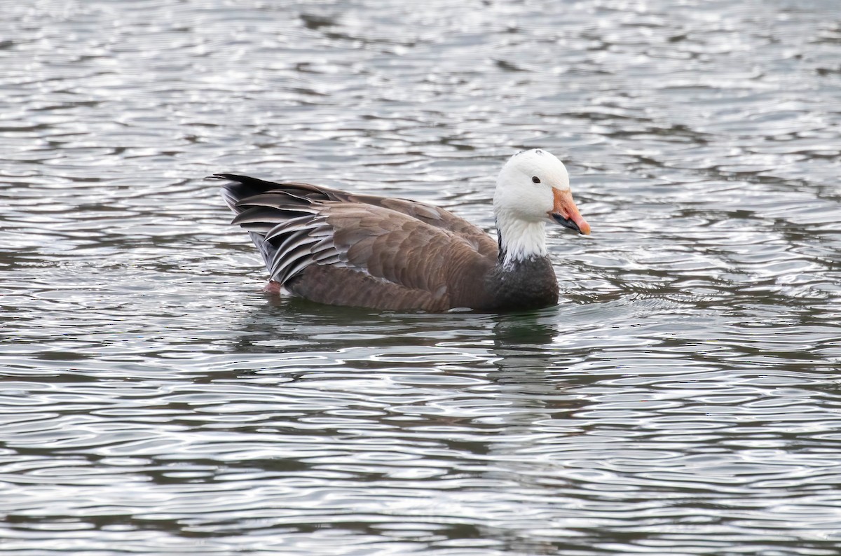 Snow Goose - ML615265068