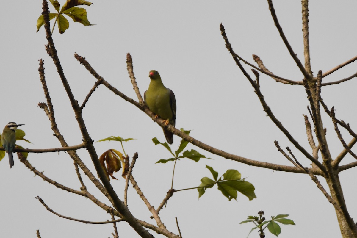 African Green-Pigeon - ML615265088