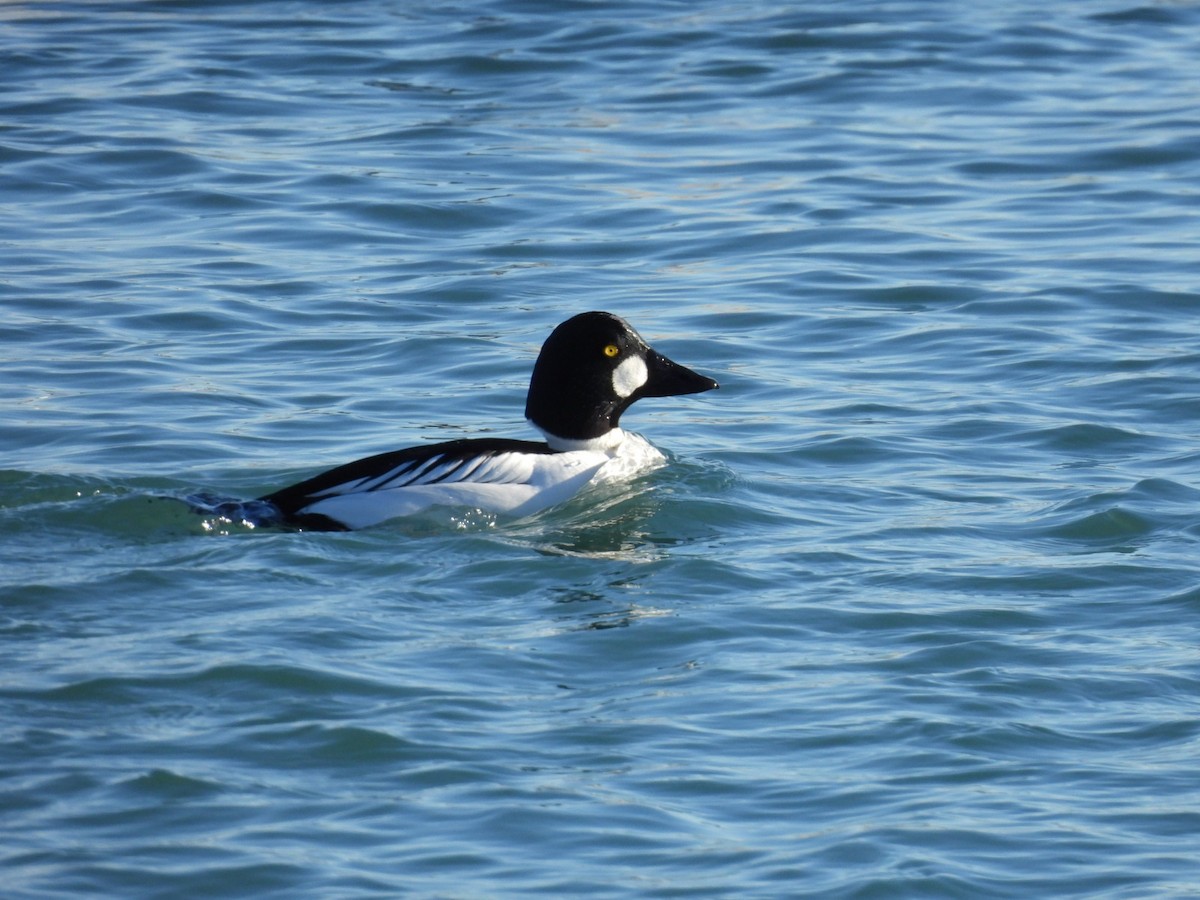 Common Goldeneye - Lin Johnston