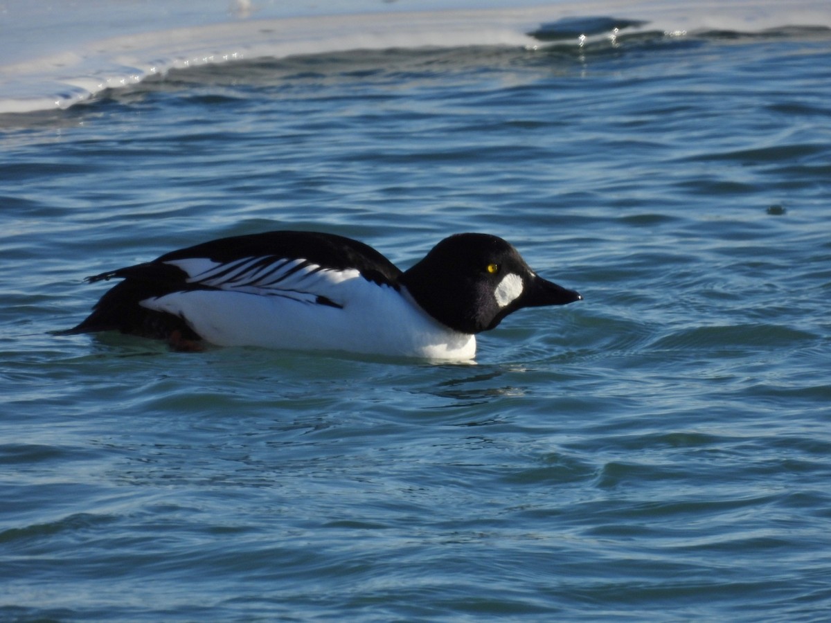 Common Goldeneye - ML615265138