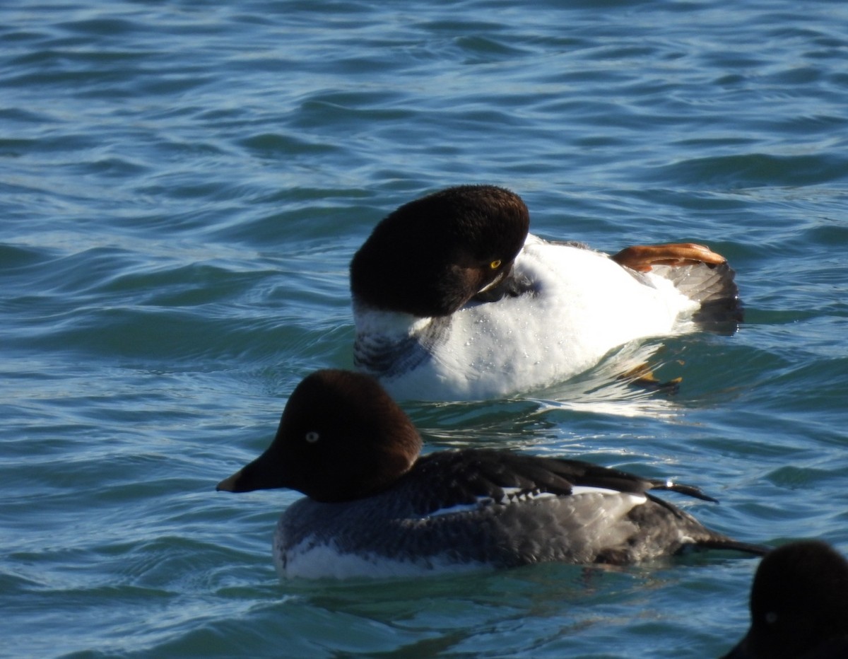 Common Goldeneye - ML615265166