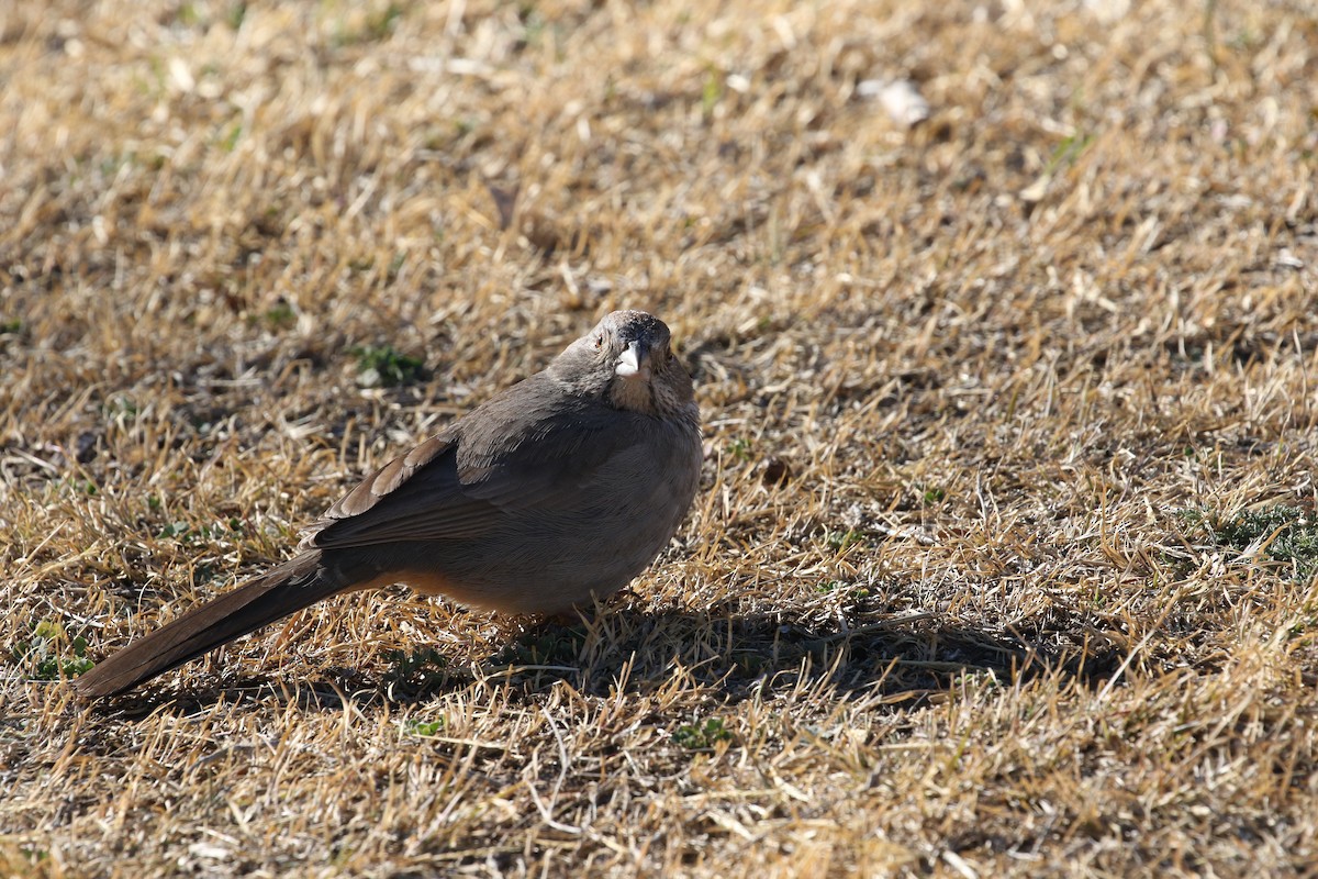 Canyon Towhee - ML615265195