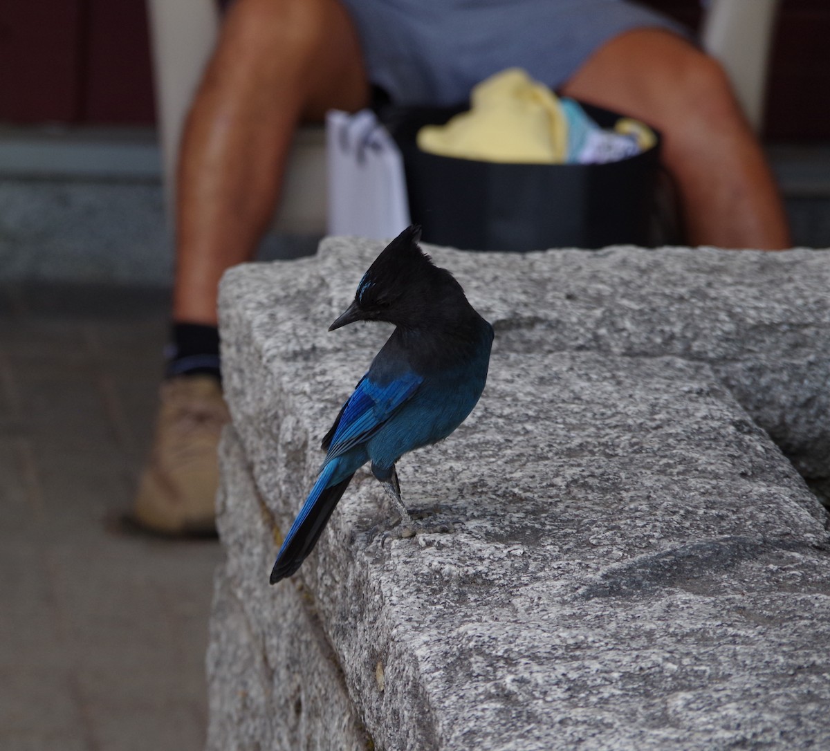 Steller's Jay - ML615265197