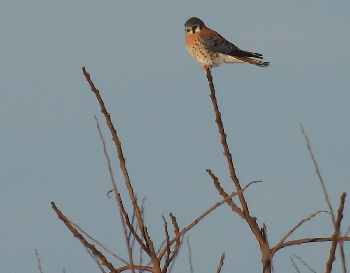 American Kestrel - ML615265212