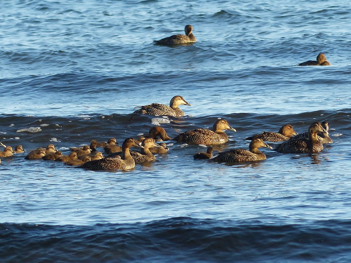 Common Eider - ML615265243