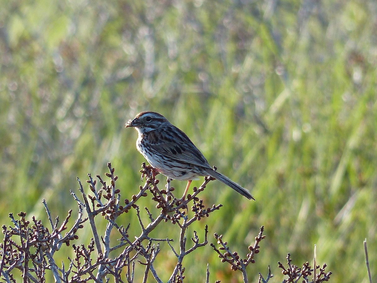 Song Sparrow - ML615265270