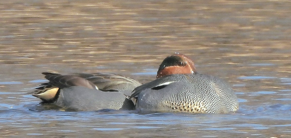 Green-winged Teal (Eurasian) - ML615265538