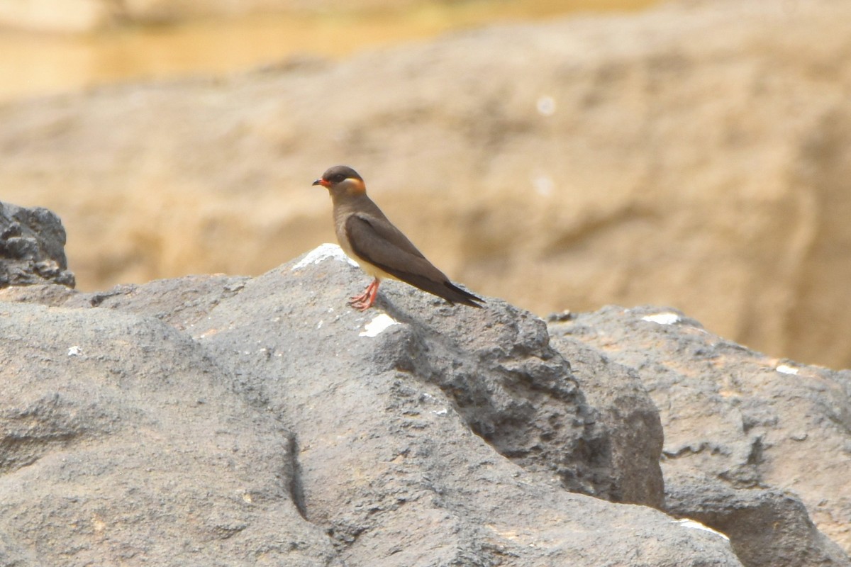 Rock Pratincole - ML615265560