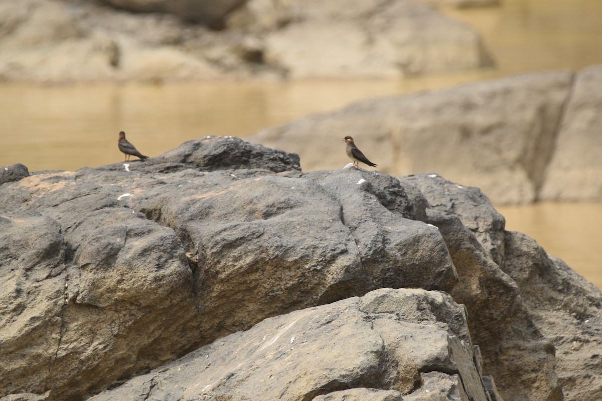 Rock Pratincole - ML615265564