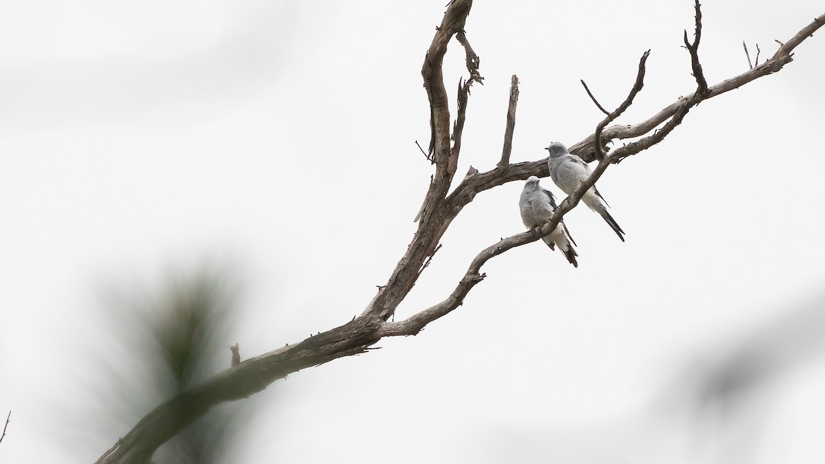 Ground Cuckooshrike - James Bennett