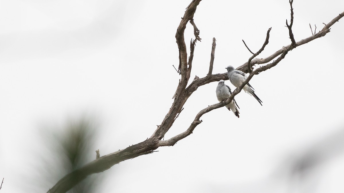 Ground Cuckooshrike - James Bennett